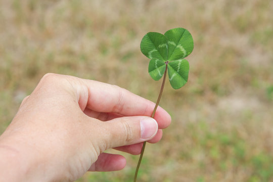 Four-leaf clover in Hand Horizontal