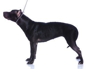 Pit Bull Terrier