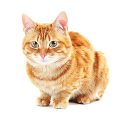 Portrait of red cat isolated on white