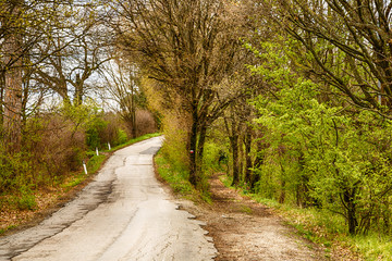 The serenity of a country road in the middle of fields during sp