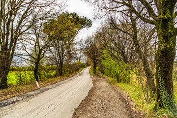 The serenity of a country road in the middle of fields during sp