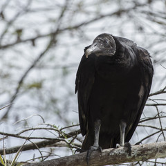 Black Vulture