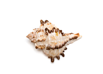 Sea shell with brown spikes
