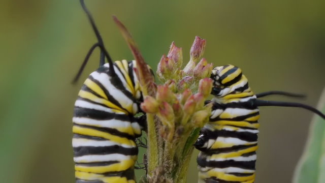 Two Monarch Caterpillars On Milk Weed Plant Eating the Buds Macro View.