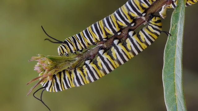 Tilt view of two Monarch Caterpillars On Milk Weed Plant Eating the Buds.