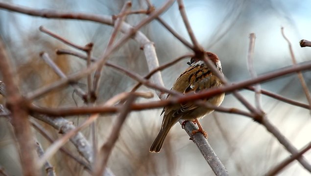 birds in their natural habitat, nature series