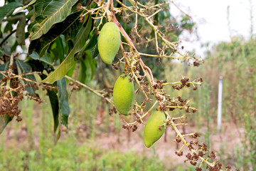 Obraz premium Mangos