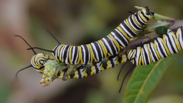 Timelapse of Monarch Caterpillars On Milk Weed Plant Eating the Buds.
