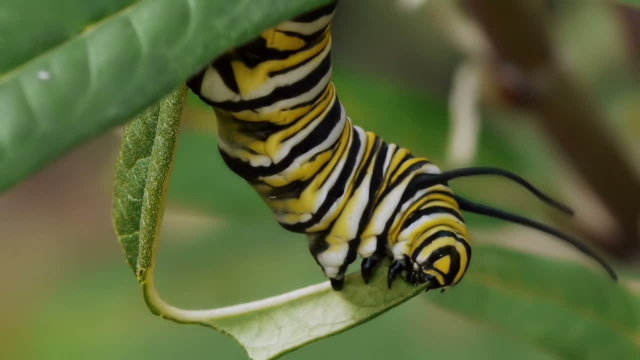 Monarch Caterpillar On Milk Weed Plant Eating Leaf hanging on.