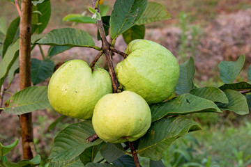 Guava fruit on the tree (Psidium guajava)