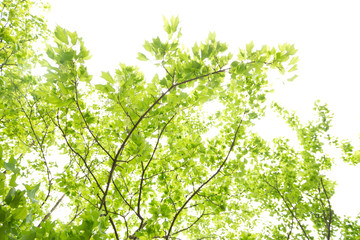 新緑の葉っぱ