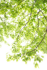 Obraz premium 新緑の葉っぱ