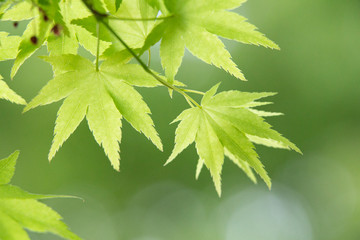 新緑の葉っぱ（もみじ）