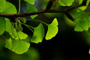 新緑の葉っぱ（イチョウ）