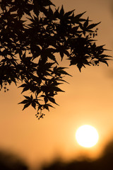 夕焼けと紅葉（もみじ）