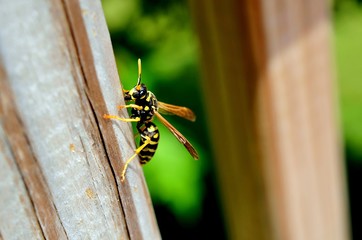 Paper Wasp gathering nest building fibers