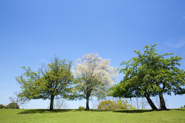 飛び火の飛火野の春