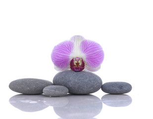 Fototapeta na wymiar Macro of orchid with gray stones reflection