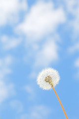 たんぽぽと青空