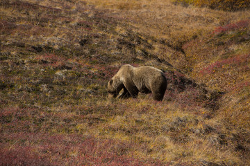 Grizzly bear denali national park