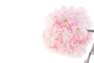 八重桜