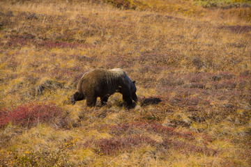 Obraz na płótnie Canvas Grizzly bear denali national park