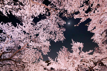 夜桜と月