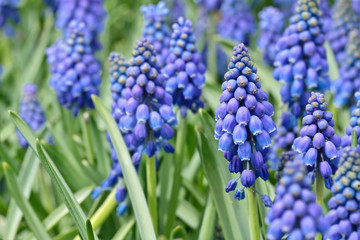 Blooming blue flowers (Muscari Neglectum) with selected focus