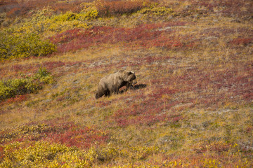 Grizzly bear denali national park