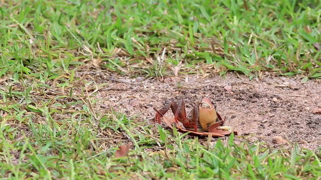 Land crab pulls a leaf in his hole.