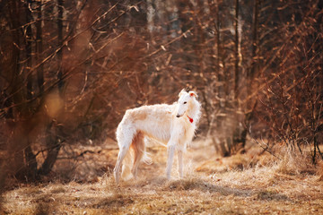 Fototapeta premium Dog Russian Borzoi Wolfhound Head , Outdoors Spring Autumn Time
