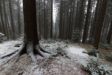 Beautiful alpine forest with fir trees and fresh powder snow