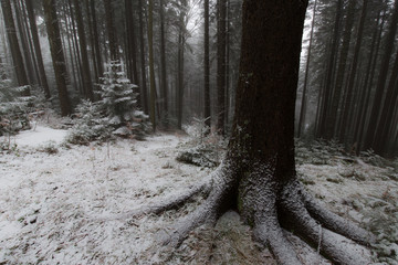 Beautiful alpine forest with fir trees and fresh powder snow