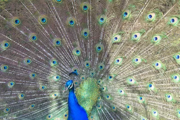 Fotobehang male peacock with beautiful tail. horizontal   © FomaA
