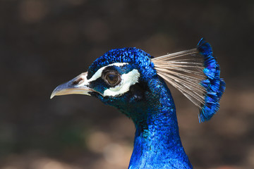 Beautiful male peacock portrait. Horizontal
