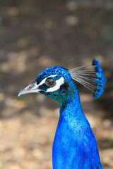 Beautiful male peacock portrait. Vertical
