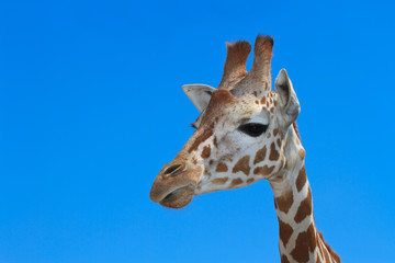 Handsome young giraffe portrait on a background of blue sky
