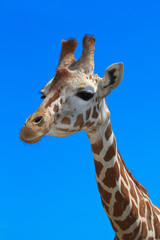Portrait of a giraffe close up against the blue sky