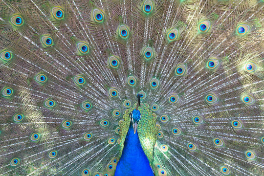 male peacock on the background of its tail close-up
