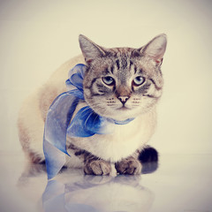 Striped domestic cat with a blue tape.