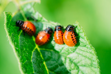 Macro shoot of potato bug on leaf
