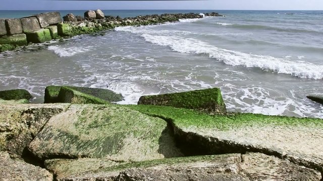 Alghe verdi sulle rocce nella baia