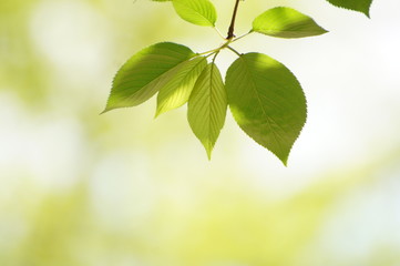 Fototapeta na wymiar 新緑のサクラの葉