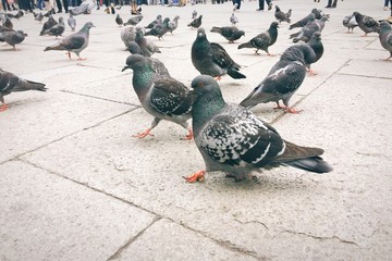 Piccioni in Piazza San Marco