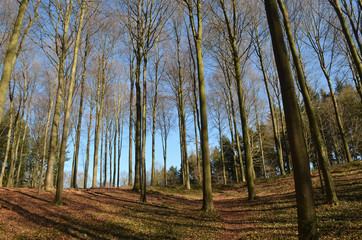 Beech forest on a hill in winter, Hallerbos