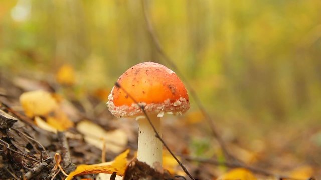 mushroom in the autumn forest