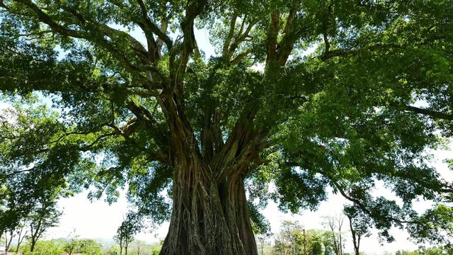 Giant Banyan (Balete) Tree 02