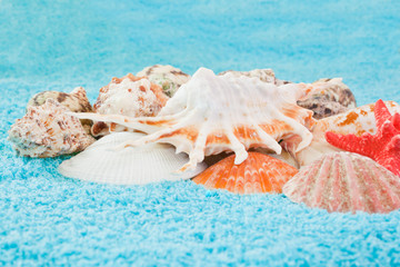 Fototapeta na wymiar Sea shells closeup