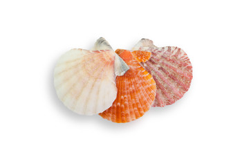 Sea shells on white background