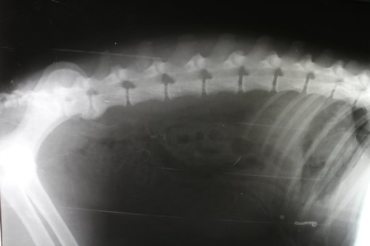 Spondylopathy on lumbar vertebra L6 and L7 by dog (vizsla)